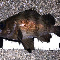 まだまだメバル健在！