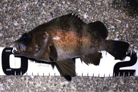 まだまだメバル健在！