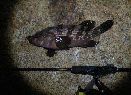 今年初、アコウ&タコ調査！