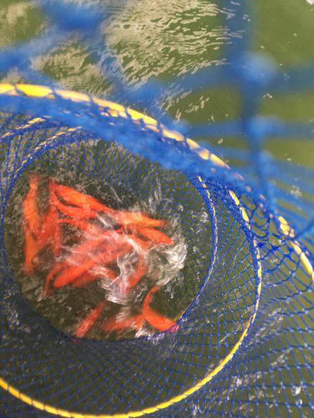 金魚釣り@大倉養鯉場