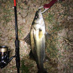 シーバスとマゴチ