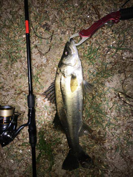 シーバスとマゴチ