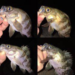 シーズン終盤メバリング