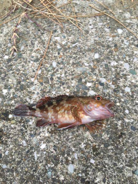 福浦岸壁でカサゴ！