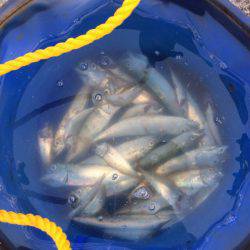 サイズまだまだ小さい