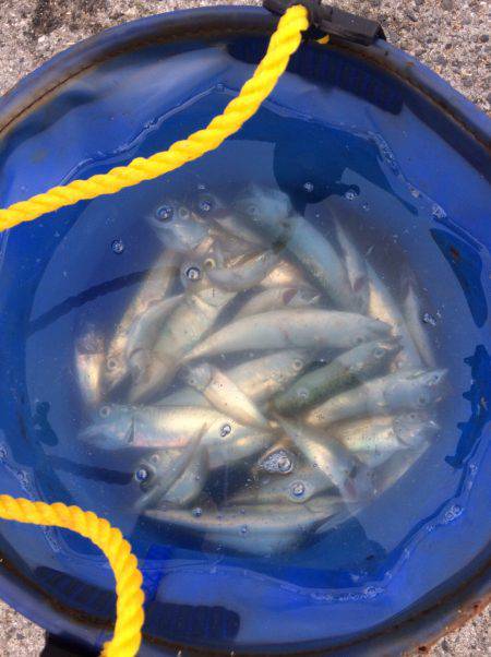 サイズまだまだ小さい