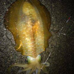 ラスト、春イカ！