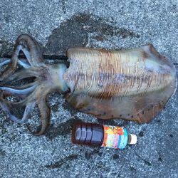 春イカらしいサイズ