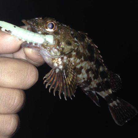 大潮後半！！メバルとガシラ