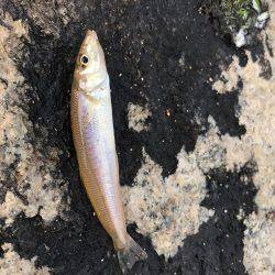 久しぶりのチョイ投げ   エサ釣り最強説