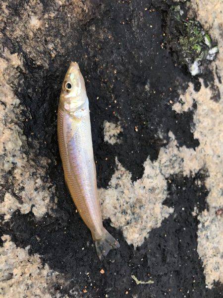 久しぶりのチョイ投げ   エサ釣り最強説