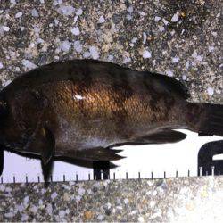 満月の強風の夜にメバリング