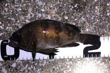 満月の強風の夜にメバリング