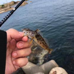 五目釣りになってしまった