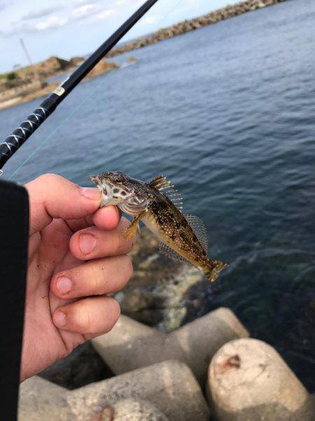 五目釣りになってしまった