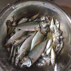 やったりました！