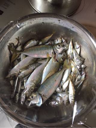 やったりました！