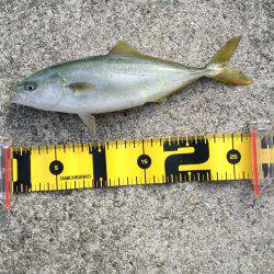 ツバス爆釣と言っても良いですか