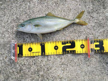 ツバス爆釣と言っても良いですか