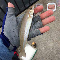 たまには小物釣りもね