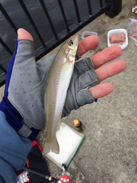 たまには小物釣りもね