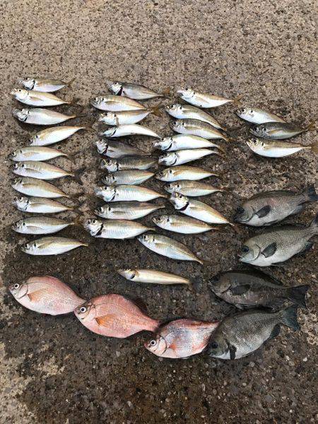 アジ、爆釣しました！