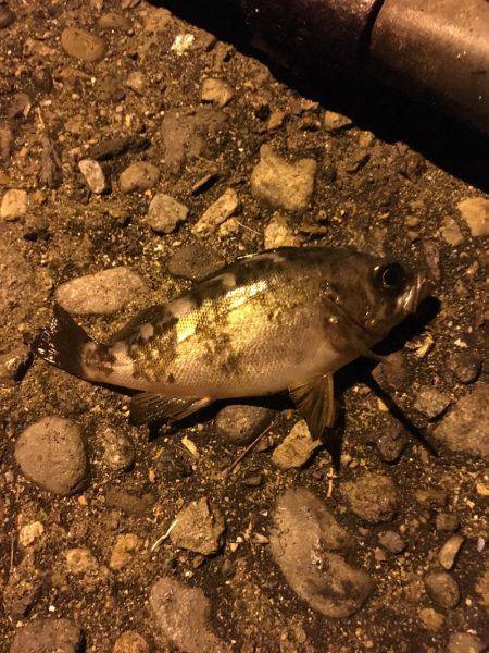 香住でメバリング