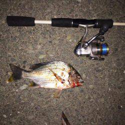 近所の川でお遊び