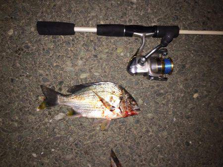 近所の川でお遊び