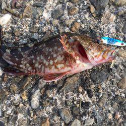 楽しい和歌山釣行