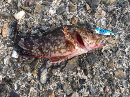 楽しい和歌山釣行