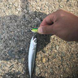 ツバスからの子サバ