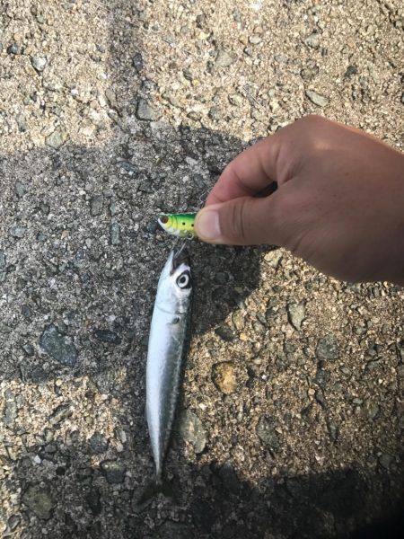 ツバスからの子サバ