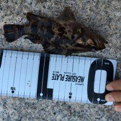 月曜からメバリング