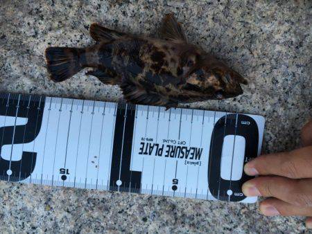 月曜からメバリング