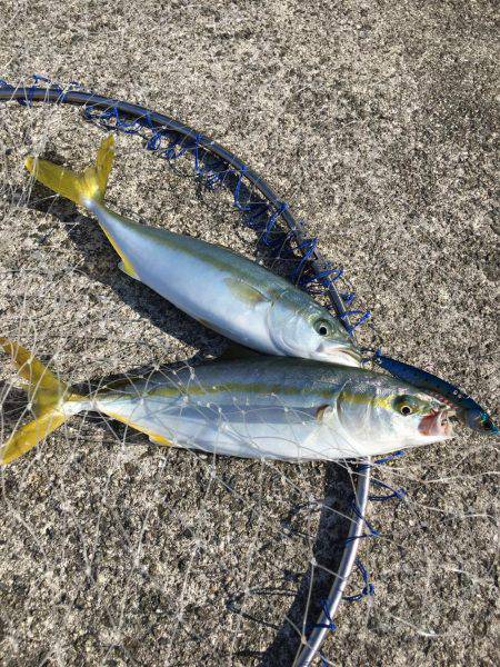 ツバス&シーバス