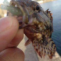 朝まづめからのデイゲーム！！