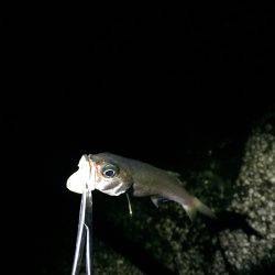 フロートゲーム