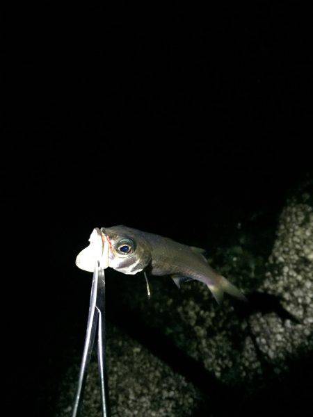 フロートゲーム