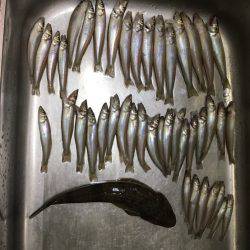 デカマゴチは不発