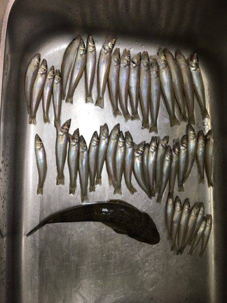 デカマゴチは不発