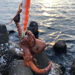 今シーズン初オクトパッシング！