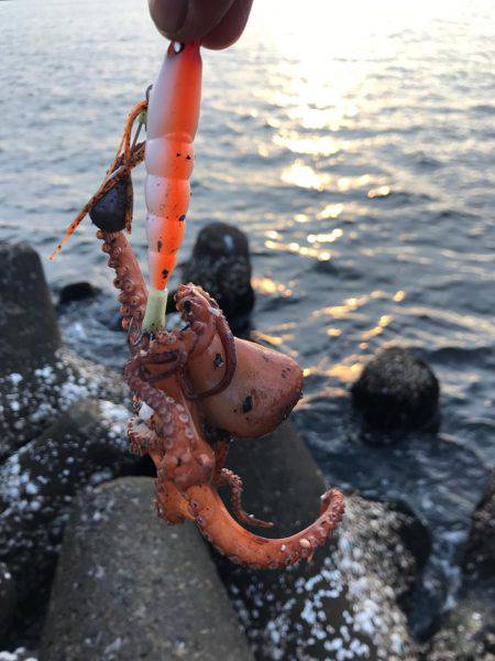 今シーズン初オクトパッシング！