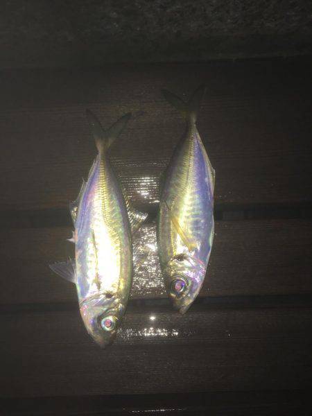 短時間アジング！