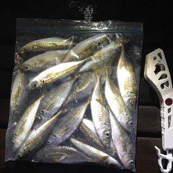 アジングしました！