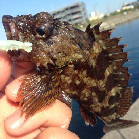 デイゲーム！！