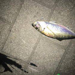 初めてのアジング