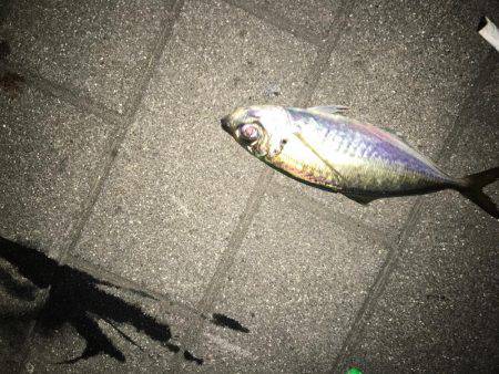 初めてのアジング