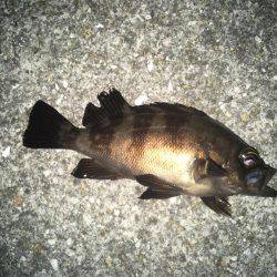 まだまだメバリング