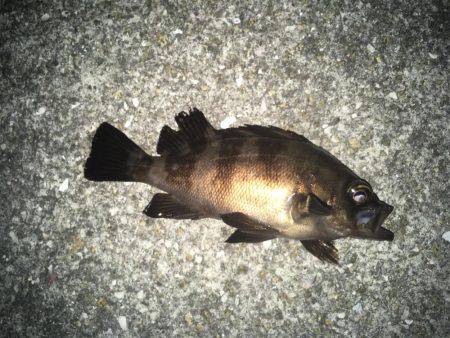 まだまだメバリング